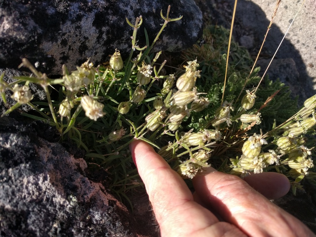 Silene suksdorfii (Cascade alpine campion), native California herb