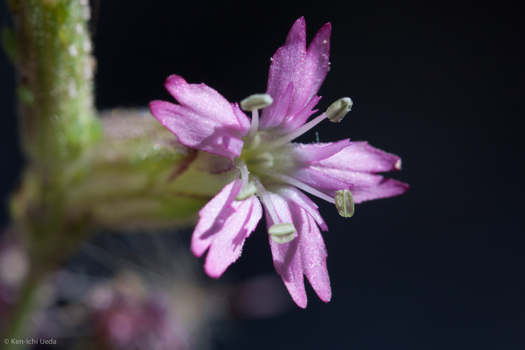 Silene verecunda (San francisco campion), native California herb