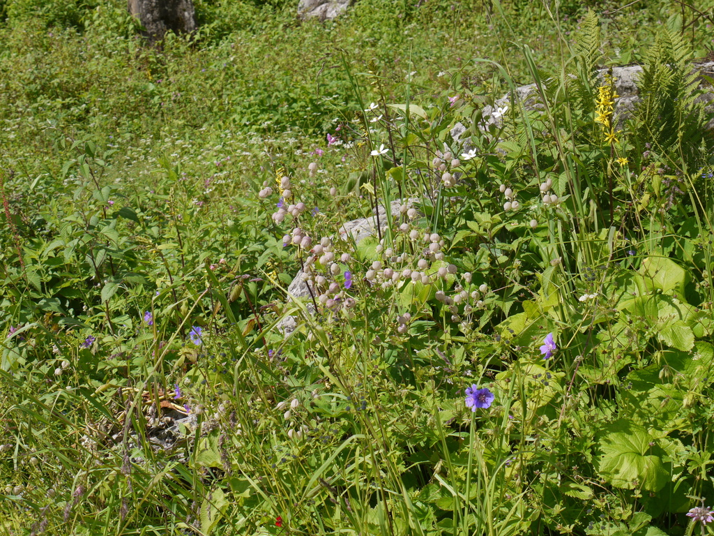 Silene vulgaris (Bladder campion), non-native California herb