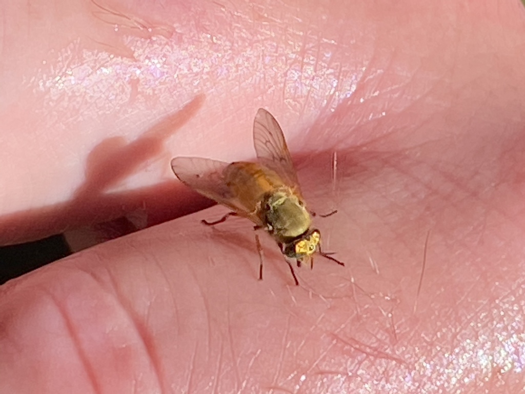 Silvius gigantulus (Golden Deer Fly), California species
