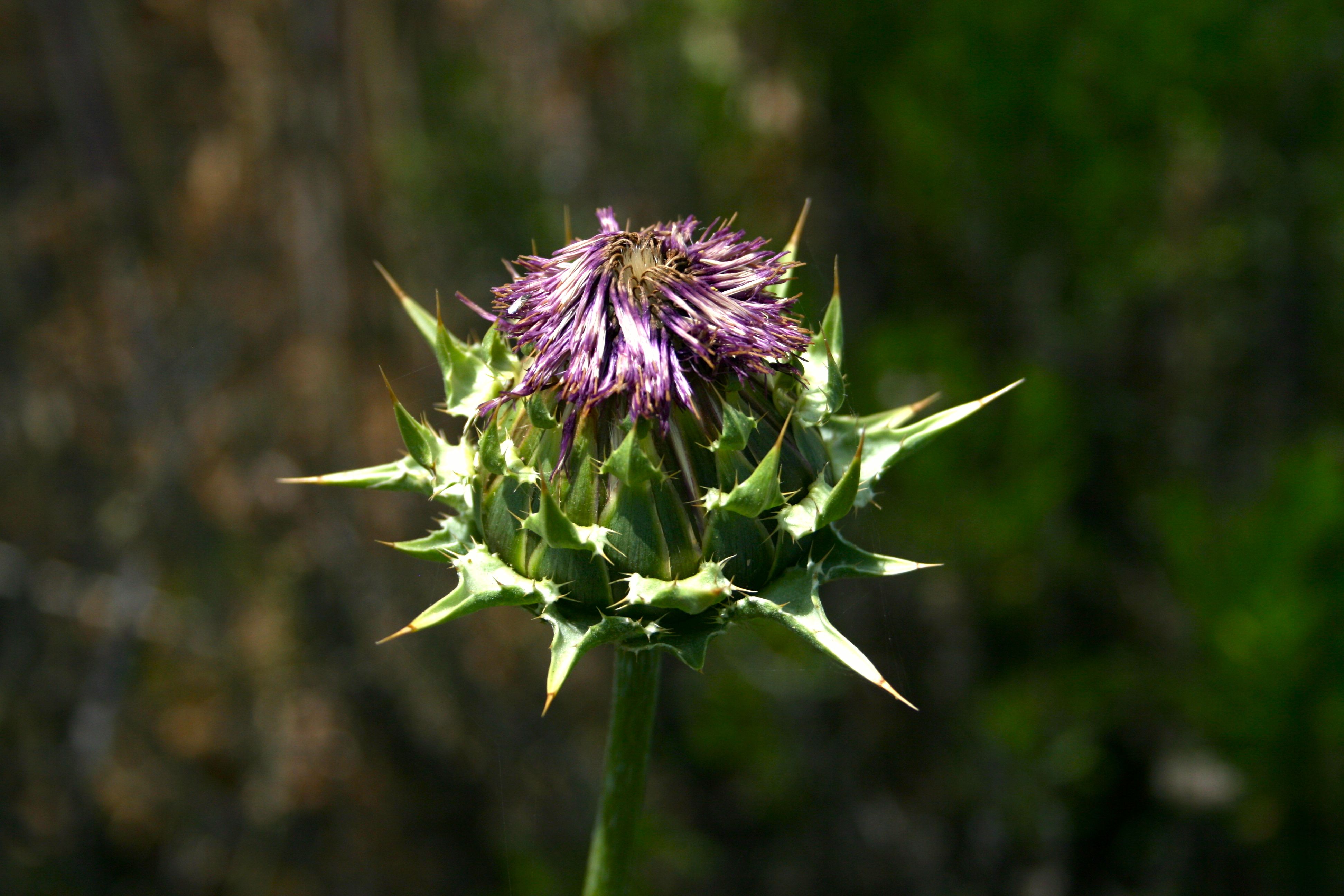 Silybum marianum (Blessed milkthistle), non-native California herb