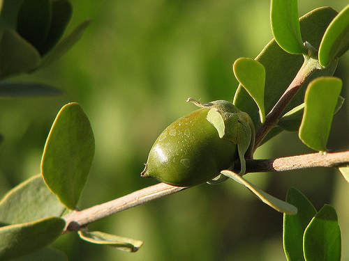 Simmondsia chinensis (Jojoba; goatnut), native California shrub