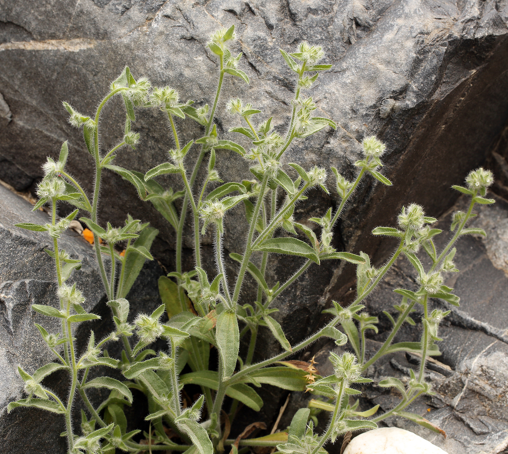 Simpsonanthus jonesii (Simpson's popcornflower), native California herb