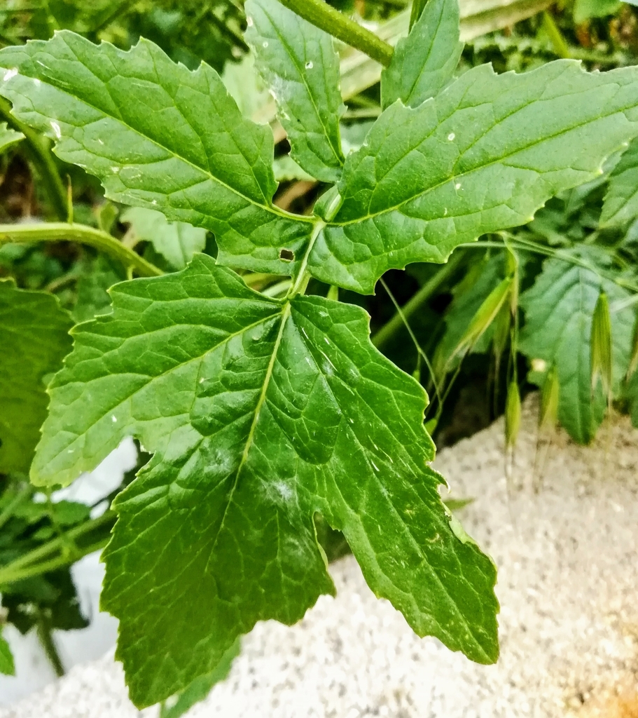 Sinapis alba (White mustard), non-native California herb