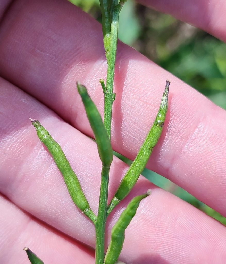 Sinapis arvensis (Charlock), non-native California herb