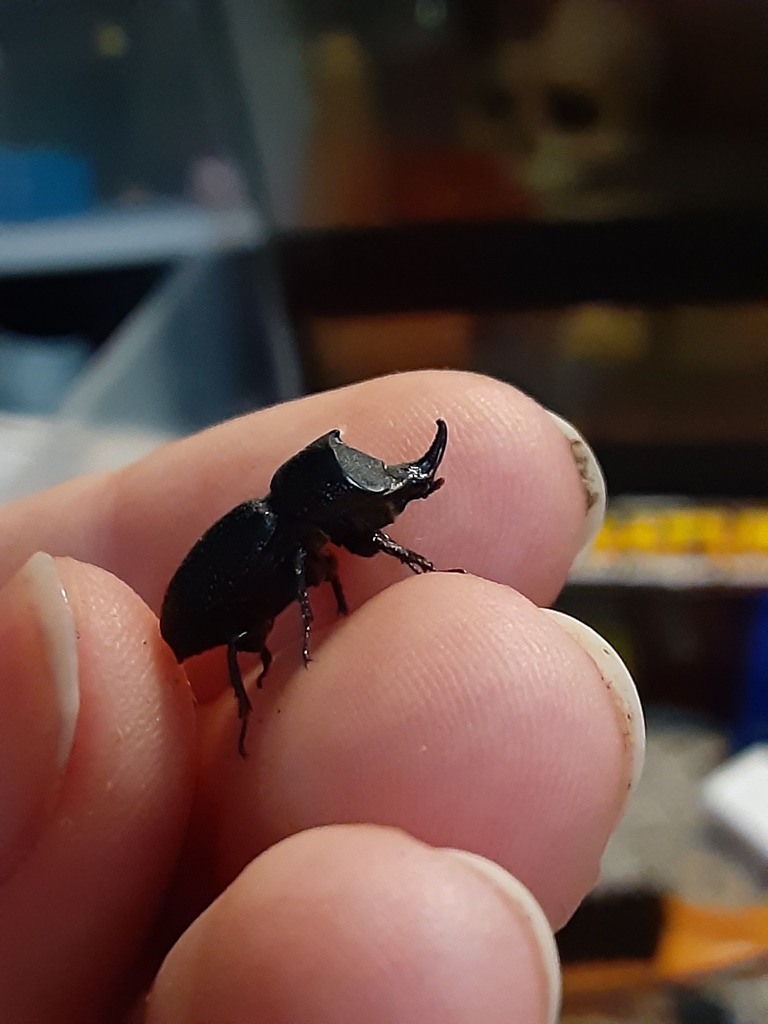 Sinodendron rugosum (Rugose Stag Beetle), California species