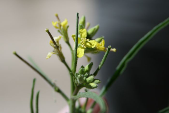 Sisymbrium altissimum (Tumble mustard), non-native California herb