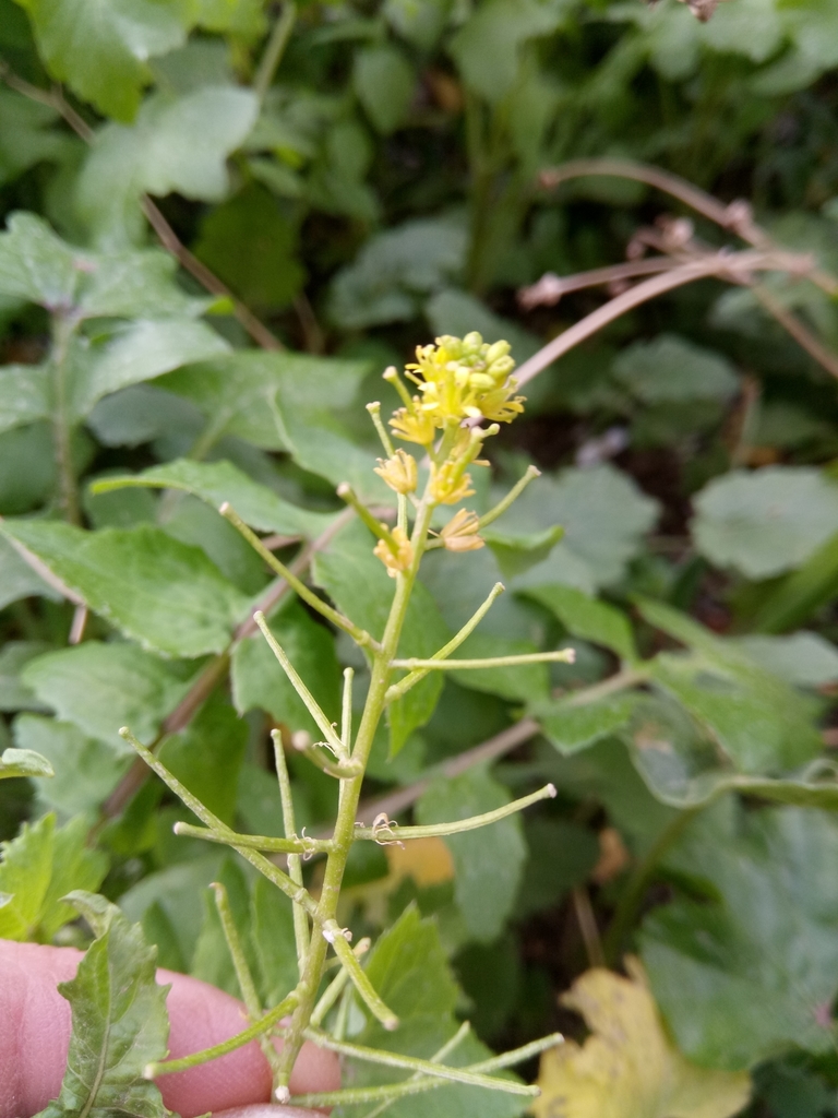Sisymbrium erysimoides (Mediterranean rocket), non-native California herb