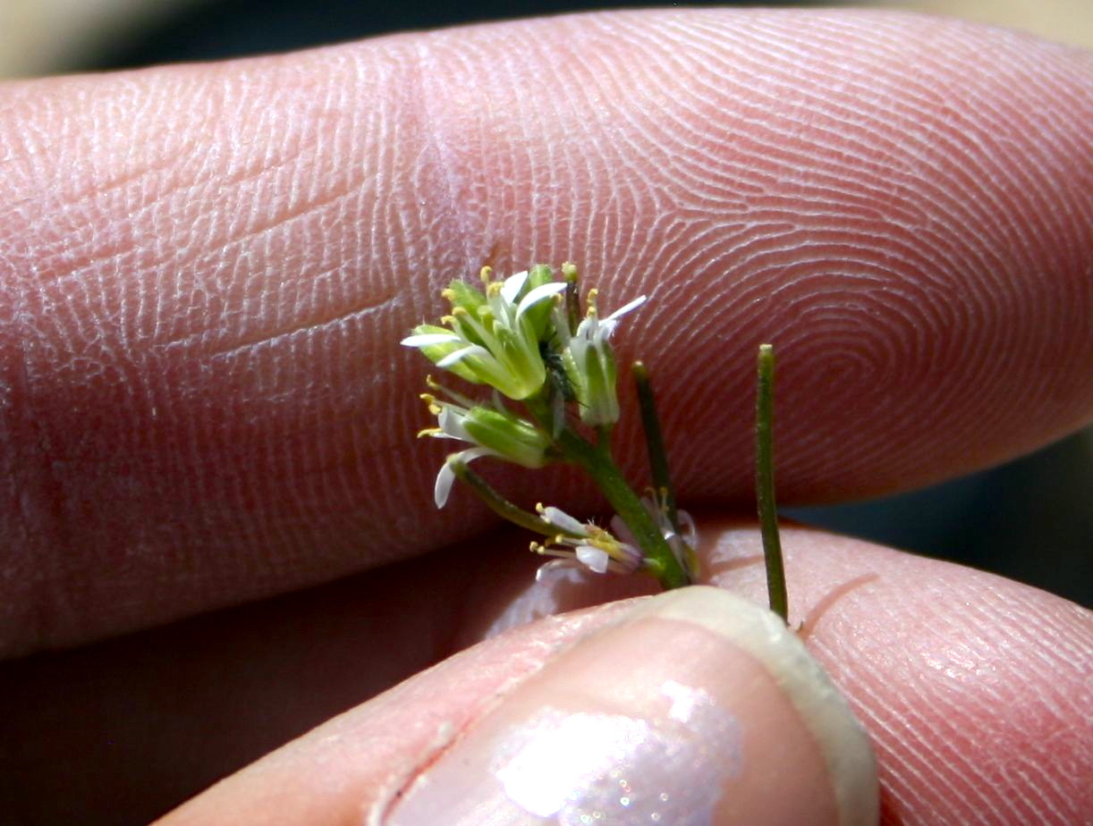Sisymbrium irio (London rocket), non-native California herb