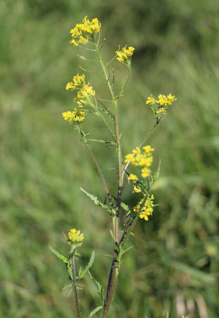 Sisymbrium loeselii (Rocket), non-native California herb
