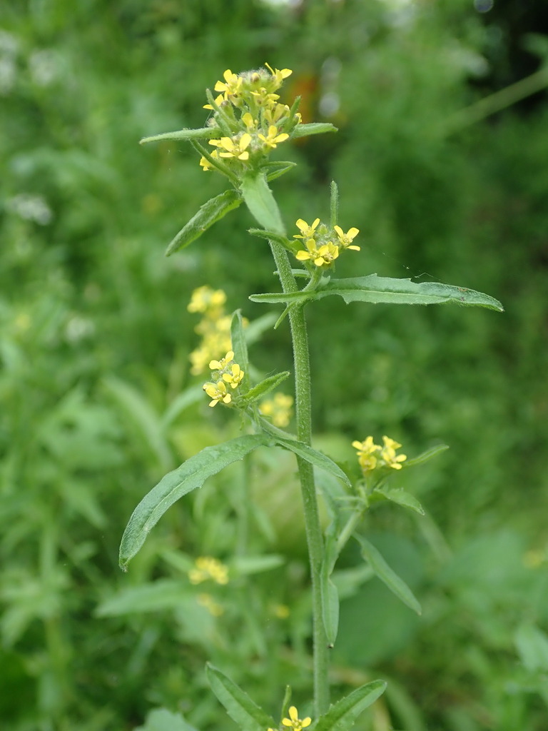 Sisymbrium officinale (Hedge mustard), non-native California herb