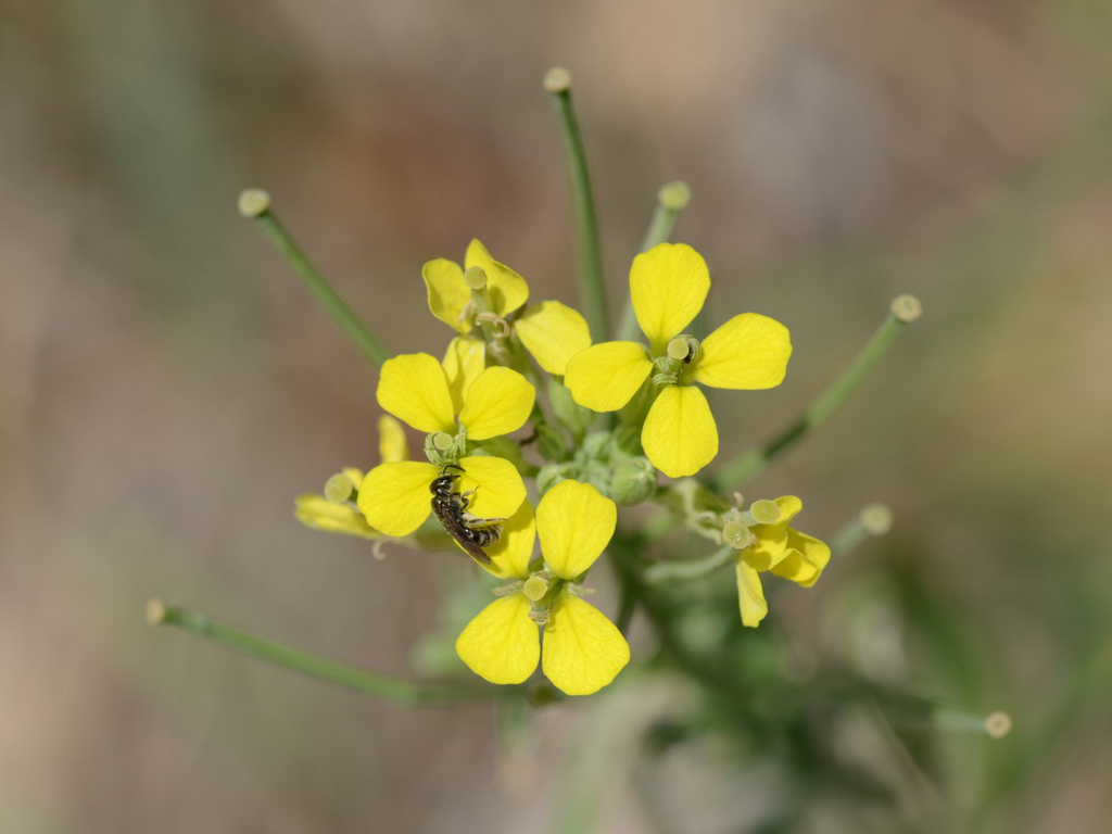 Sisymbrium orientale (Indian hedge mustard), non-native California herb