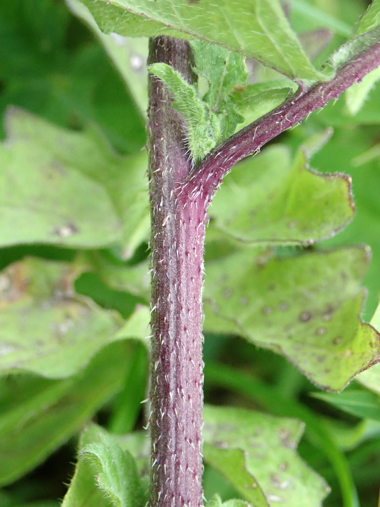 Sisymbrium sp., non-native California perennial