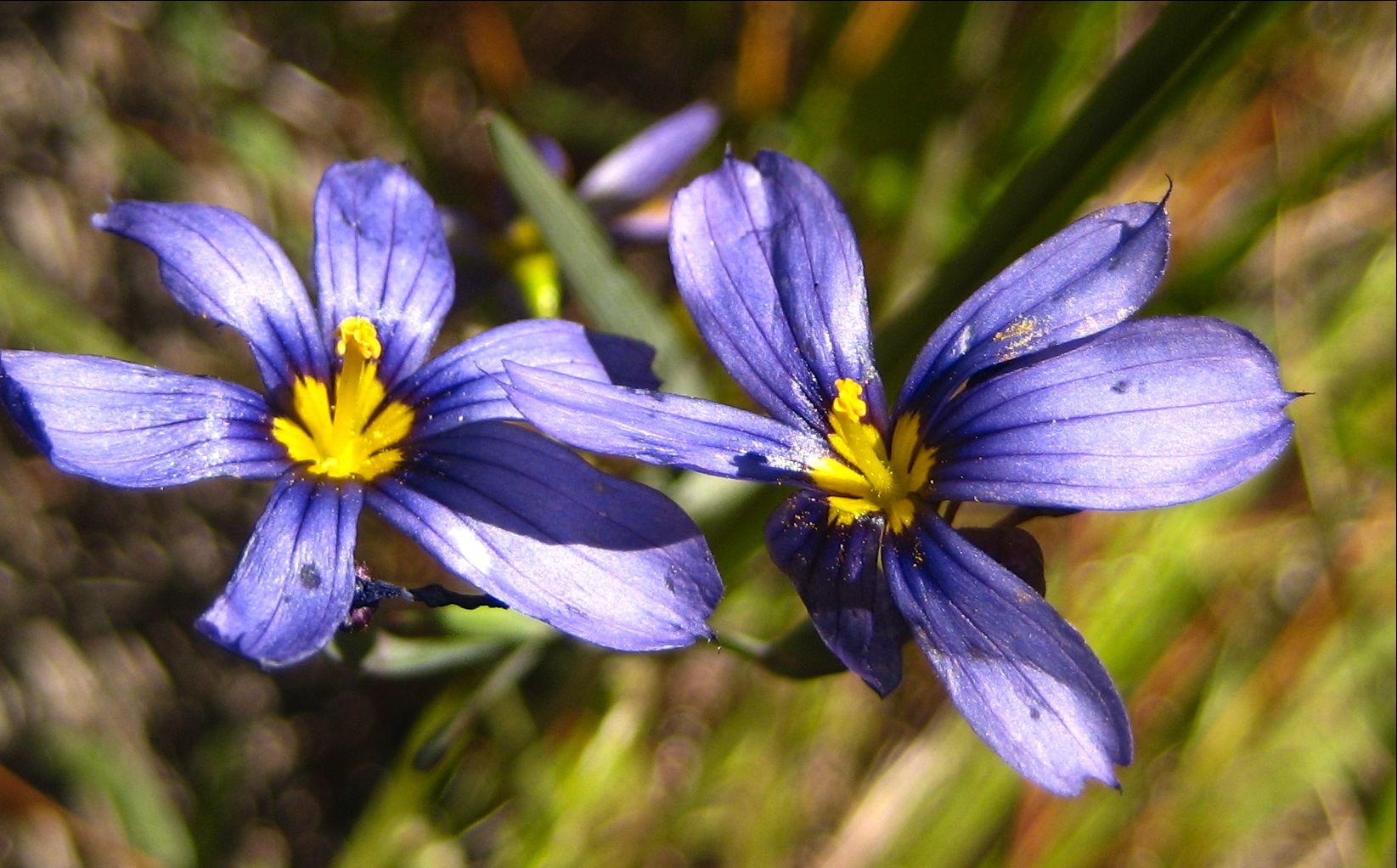 Sisyrinchium bellum (Western blue-eyed-grass), native California herb