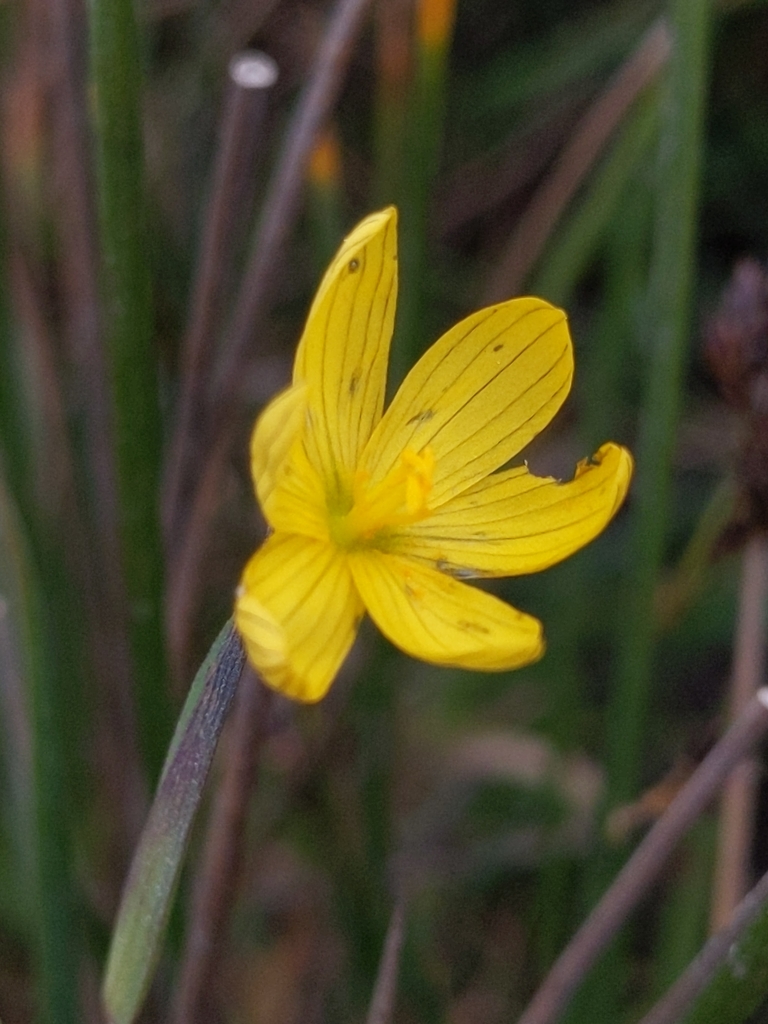 Sisyrinchium californicum (Golden-eyed-grass), native California herb