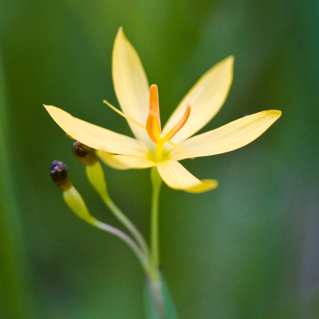 Sisyrinchium elmeri (Elmer's blue-eyed-grass), native California herb