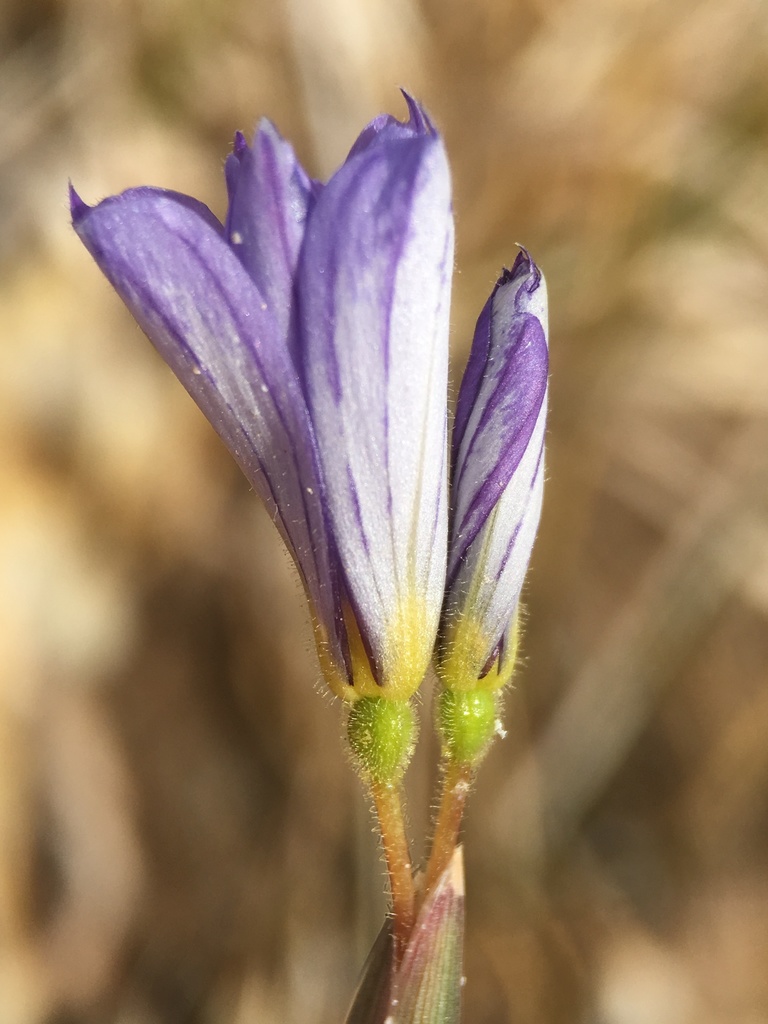 Sisyrinchium funereum (Death valley blue-eyed-grass), native California herb