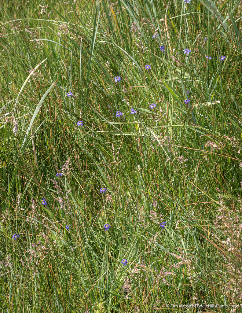 Sisyrinchium halophilum (Nevada blue-eyed-grass), native California herb