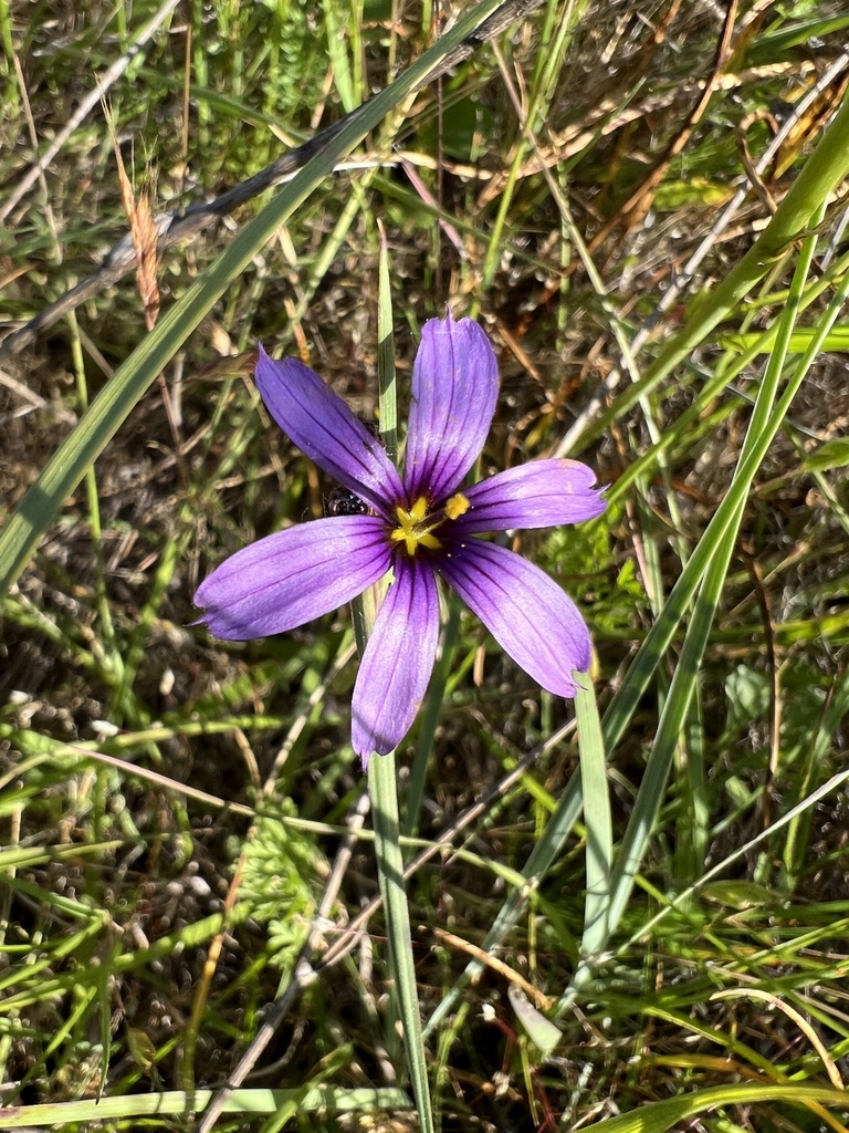 Sisyrinchium hitchcockii (Hitchcock's blue-eyed-grass), native California herb