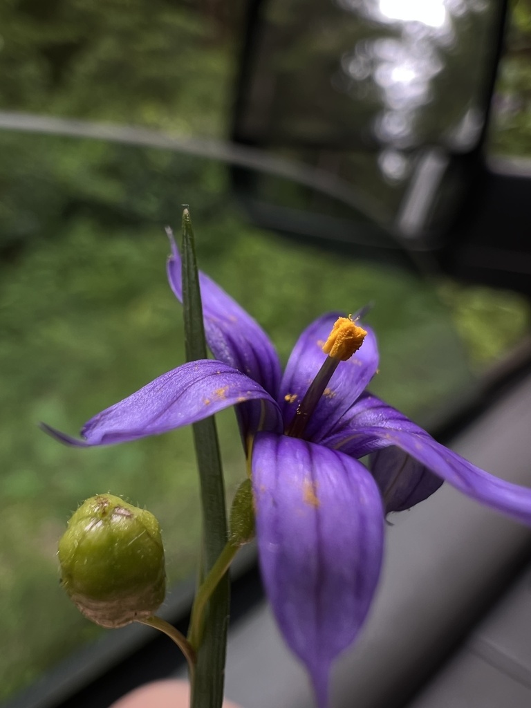 Sisyrinchium idahoense — parent species of Sisyrinchium idahoense var. idahoense
