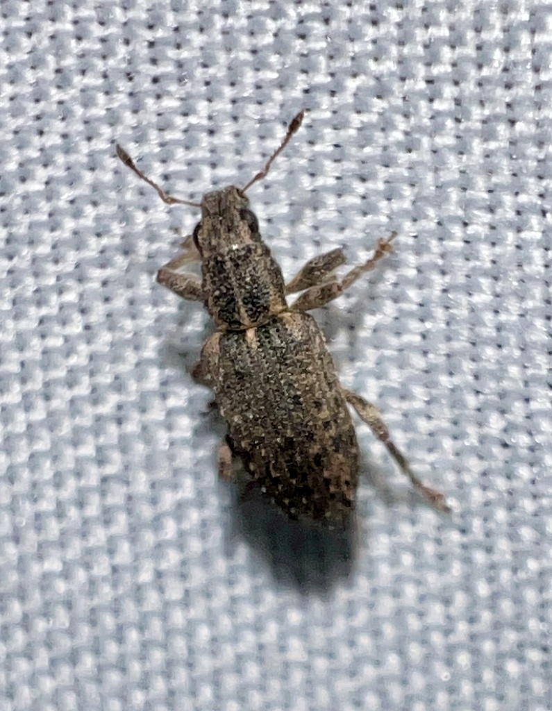 Sitona californius, California species