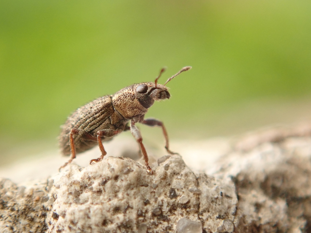 Sitona hispidulus (Clover Weevil), California species