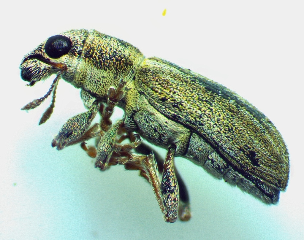 Sitona lineatus (Pea Weevil), California species
