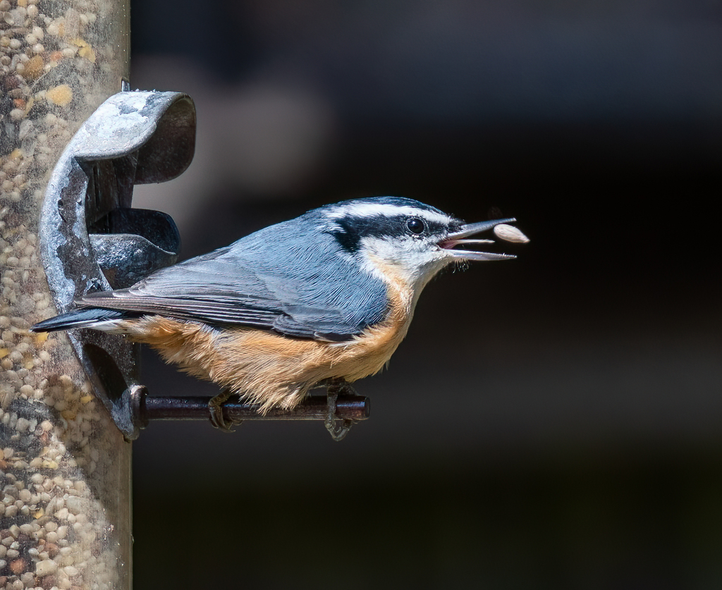 Sitta canadensis (Red-breasted Nuthatch), California species