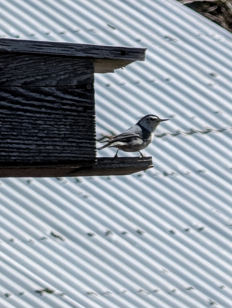 Sitta carolinensis aculeata (Slender-Billed White-breasted Nuthatch), California species