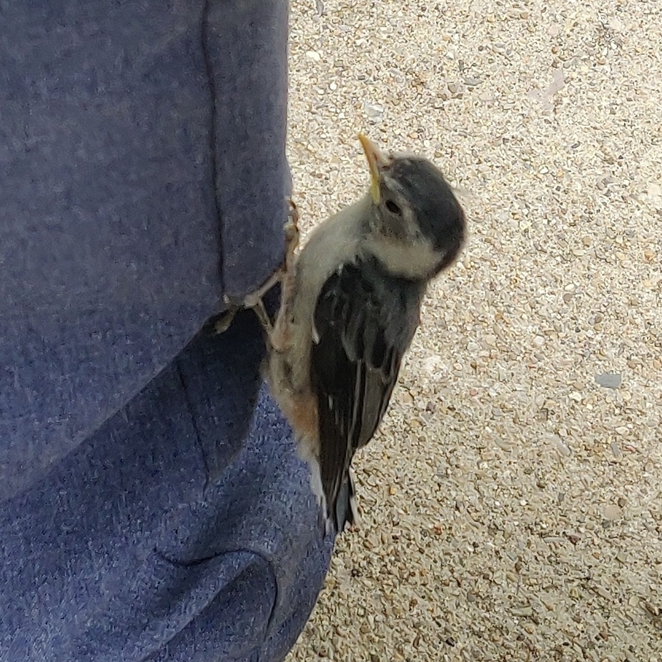 Sitta carolinensis (White-breasted Nuthatch), California species