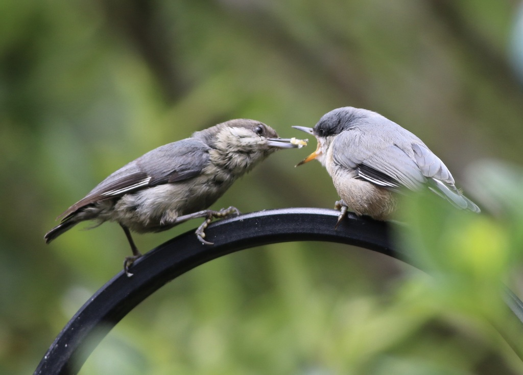 Sitta pygmaea (Pygmy Nuthatch), California species
