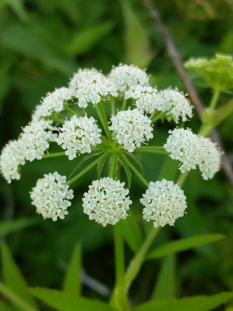 Sium sp., native California perennial