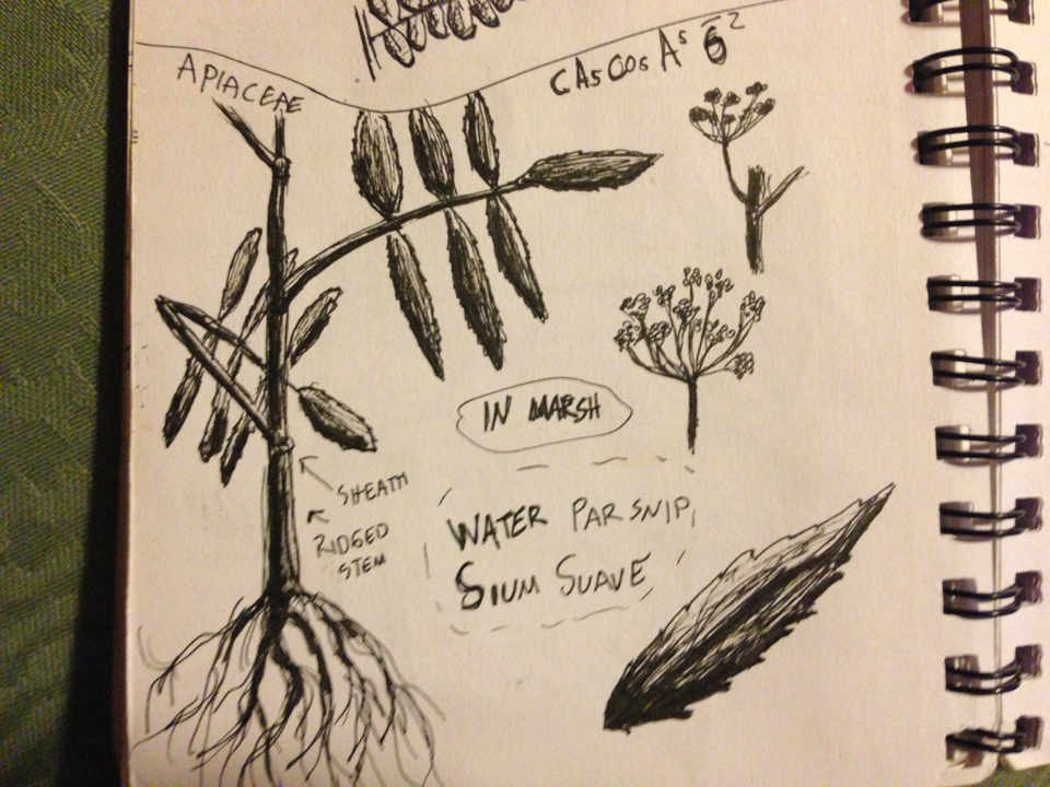 Sium suave (Hemlock water parsnip), native California herb