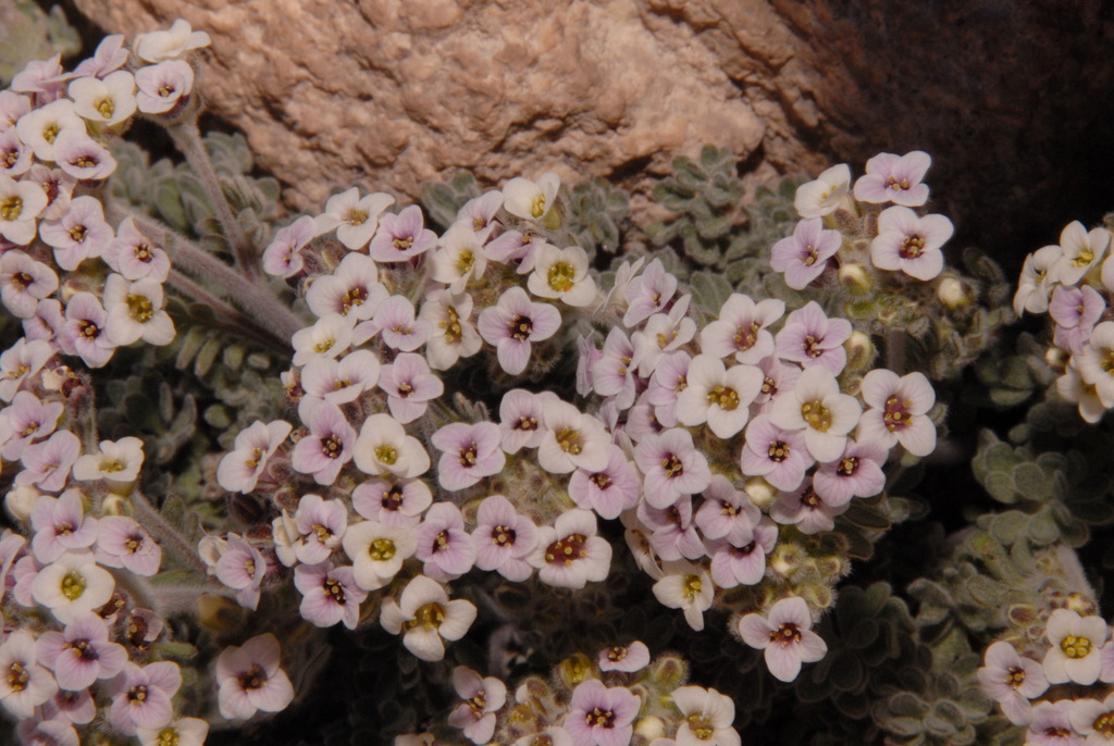 Smelowskia ovalis (Alpine false candytuft), native California herb
