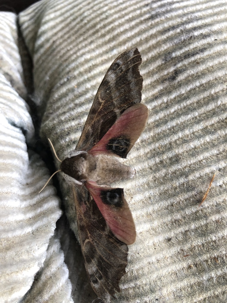 Smerinthus cerisyi (One-eyed sphinx), California species