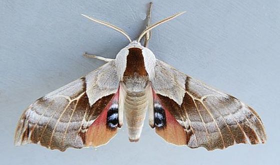 Smerinthus saliceti (Salicet sphinx), California species