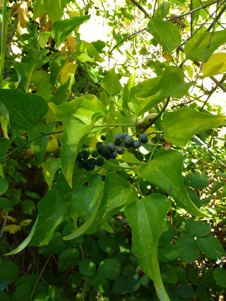Smilax californica (California greenbriar), native California shrub