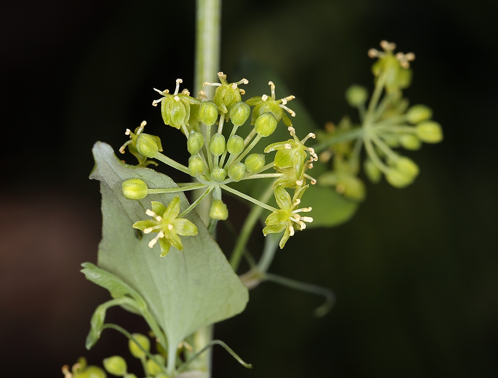 Smilax jamesii (English peak greenbrier), native California vine