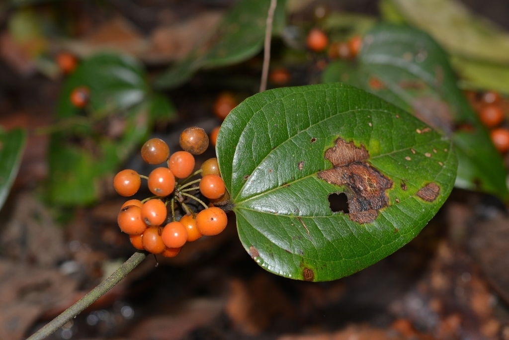 Smilax sp. (Greenbrier), native California perennial