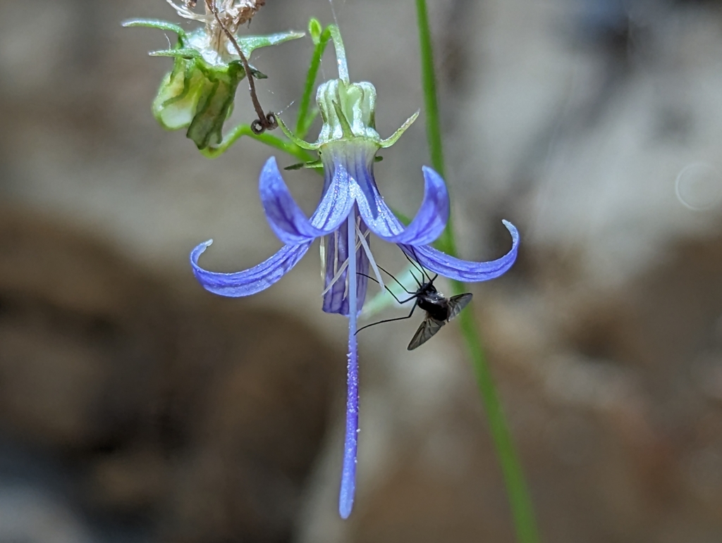 Smithiastrum prenanthoides (California harebell), native California herb