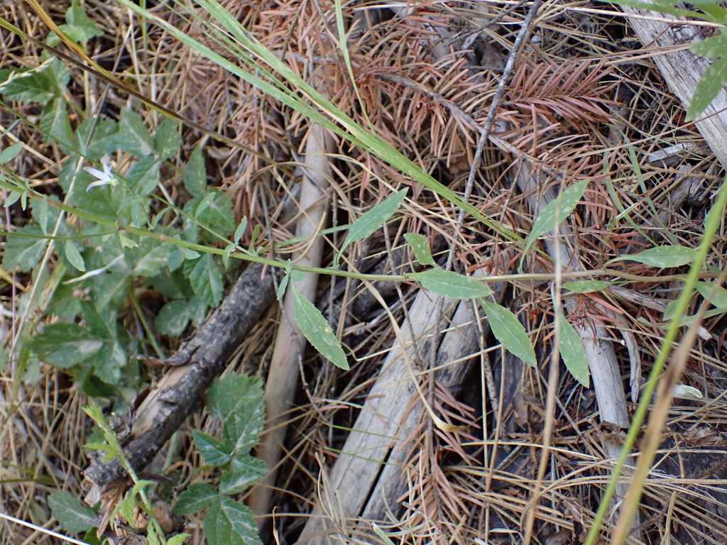 Smithiastrum sp. (Harebell), California perennial