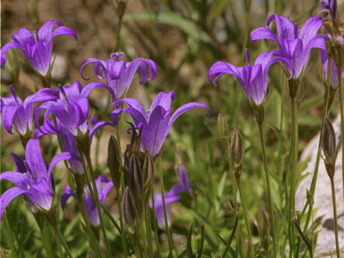 Smithiastrum wilkinsianum (Wilkin's harebell), native California herb
