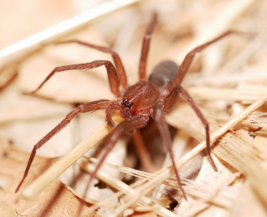 Socalchemmis gertschi (Gertsch's Socalchemmis Spider), California species