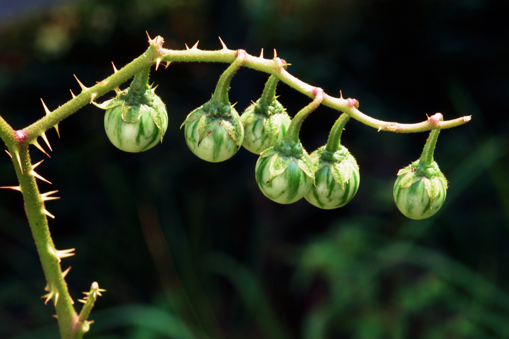 Solanum carolinense var. carolinense (Carolina horse-nettle), California subshrub