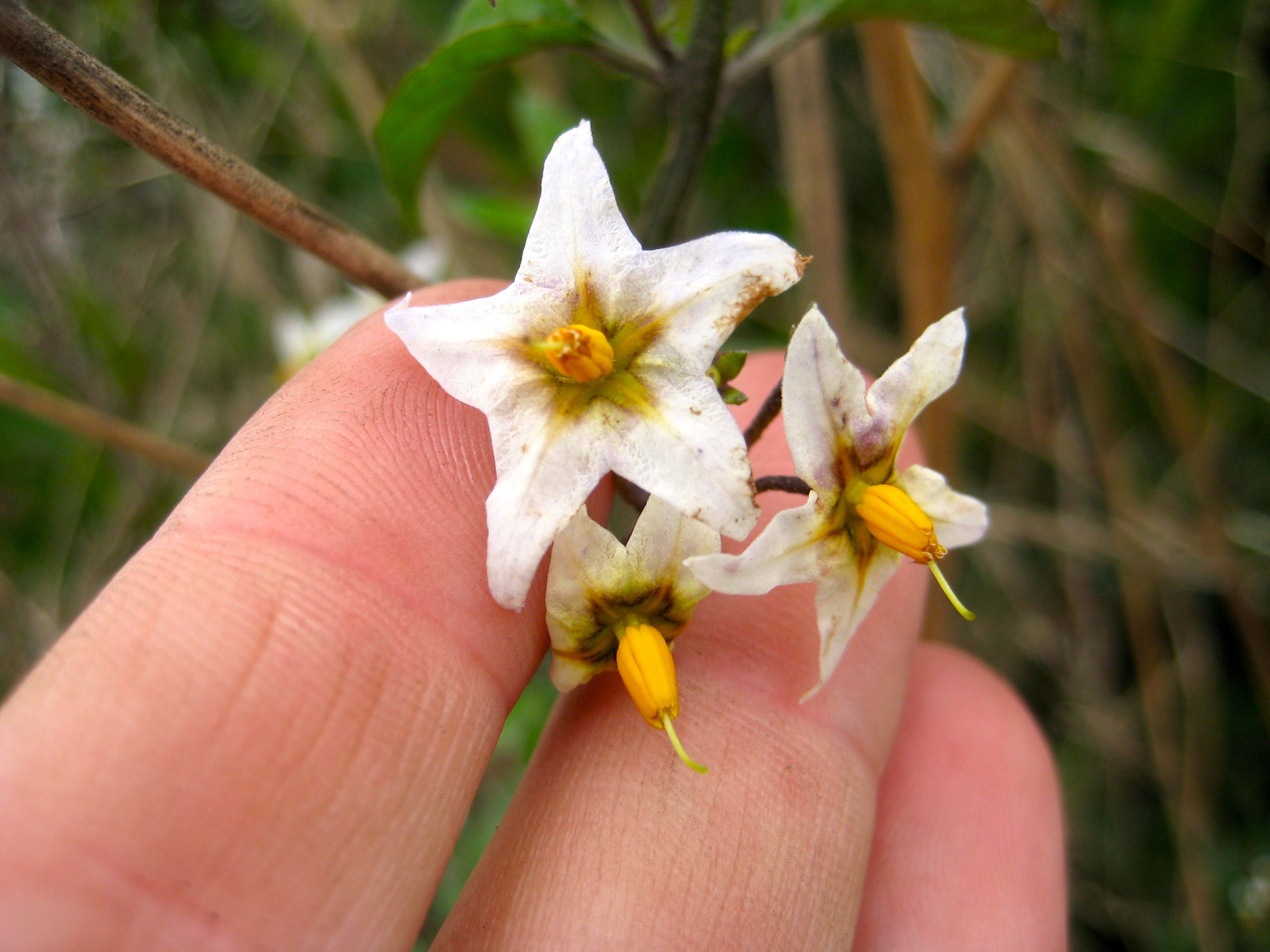 Solanum douglasii (Greenspot nightshade), native California subshrub