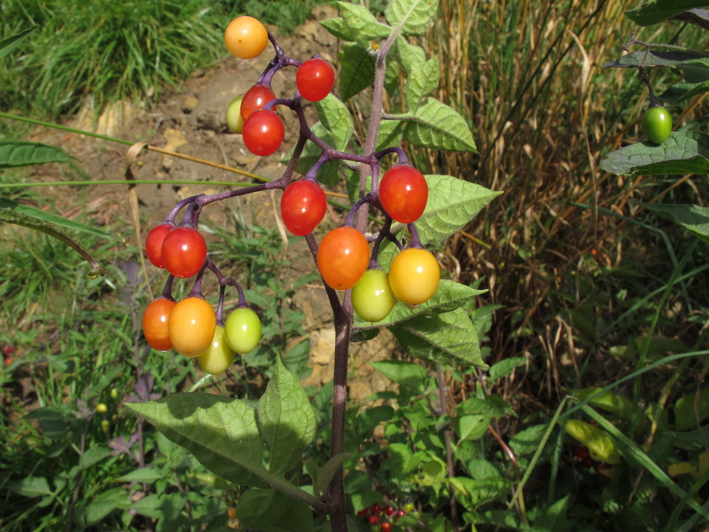 Solanum dulcamara (Bittersweet nightshade), non-native California subshrub