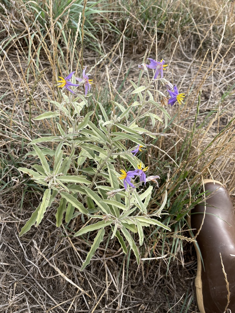 Solanum elaeagnifolium (White horse-nettle), non-native California subshrub