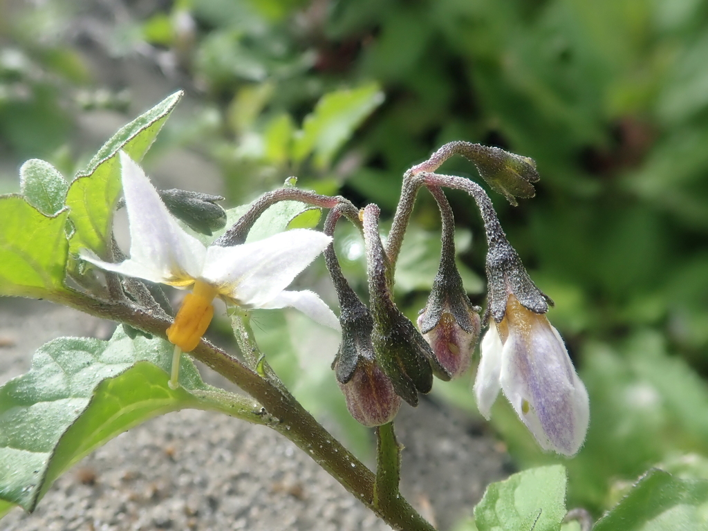 Solanum furcatum (Forked nightshade), non-native California subshrub