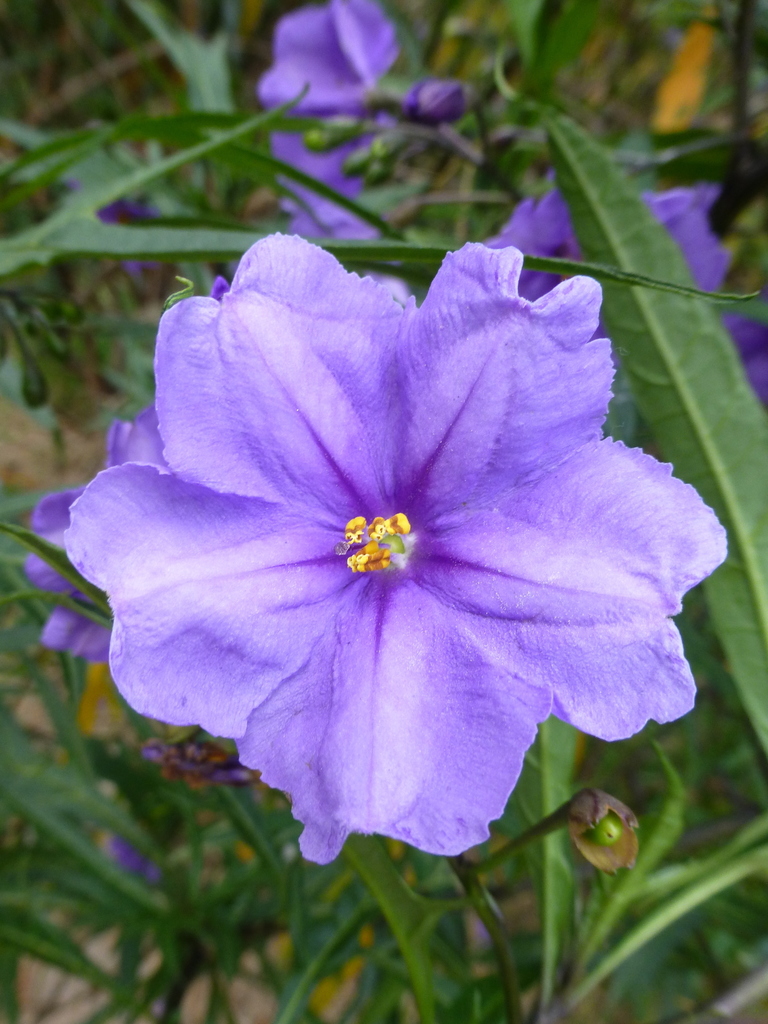Solanum laciniatum (Kangaroo-apple), non-native California shrub