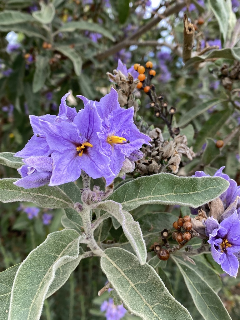 Solanum lanceolatum (Orangeberry nightshade), non-native California shrub